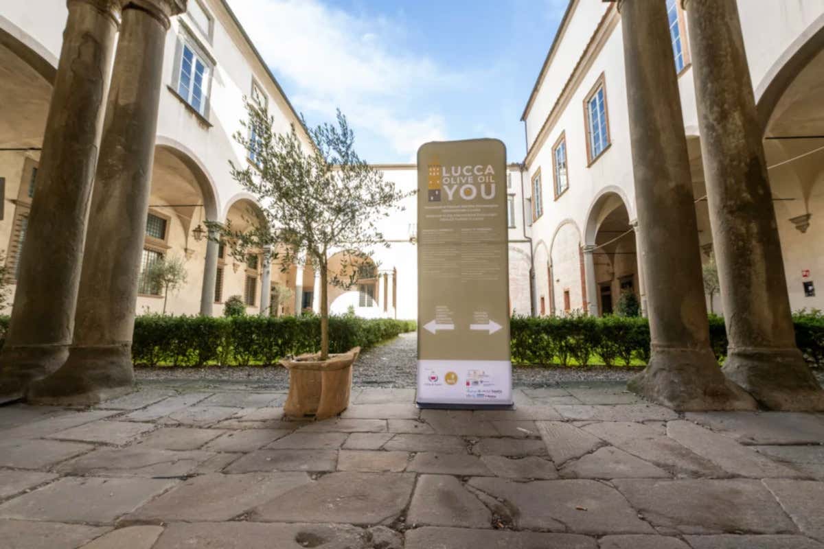 Lucca Olive Oil You 2026: oltre 60 etichette per il weekend dell’extravergine Lucca Olive Oil You 2026: oltre 60 etichette per il weekend dell’extravergine