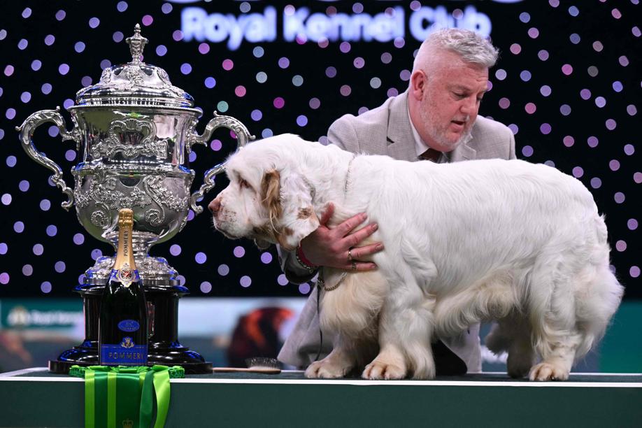 Crufts, Westminster e gli altri dog show: cosa c'è dietro un'esposizione cinofila. La mia esperienza con Aspen