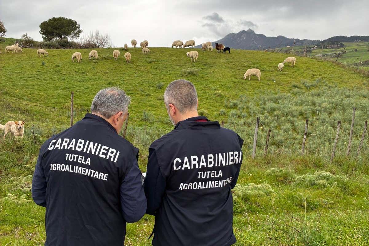 Sicilia sequestro da 14 milioni per frode sui contributi agricoli
