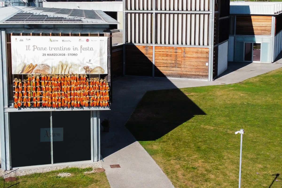 Storo, non solo polenta: la farina bianca protagonista alla Storo, non solo polenta: la farina bianca protagonista alla