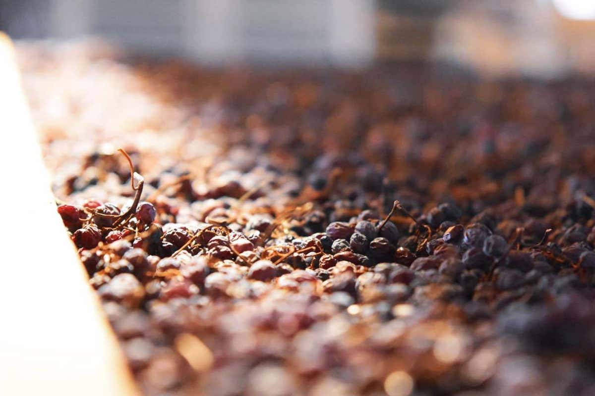 Appassimento uve Valpolicella e patrimonio alimentare alpino candidati all'Unesco