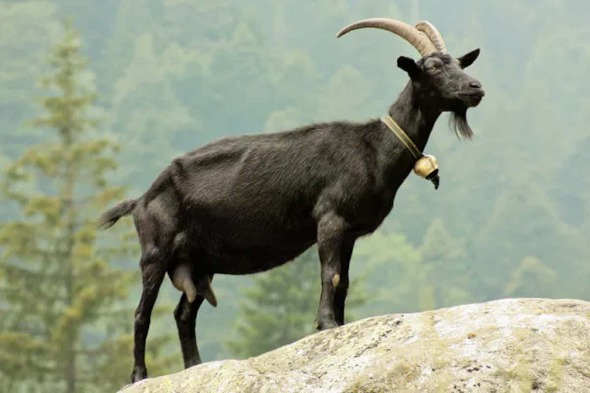 Un esemplare di capra nera di Verzasca (credits: prospecierara) Lombardia: due milioni di euro per salvare razze animali e varietà vegetali a rischio