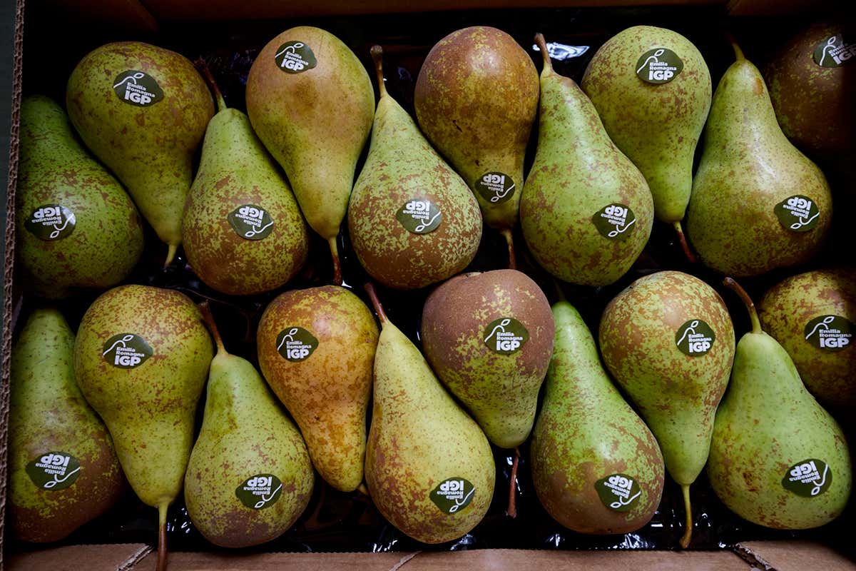 Crisi delle pere? L’Igp emiliano-romagnola segna un +50%