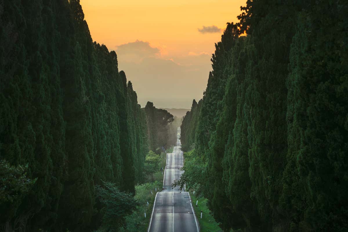 Un impianto eolico minaccia Bolgheri: a rischio anche il Viale dei Cipressi Un impianto eolico minaccia Bolgheri: a rischio anche il Viale dei Cipressi