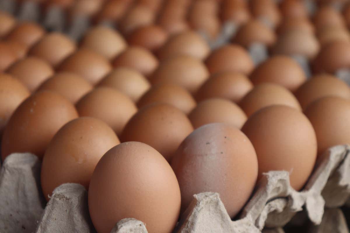 Uova fresche “San Pietro - Salis Antonella” ritirate dal mercato per rischio salmonella