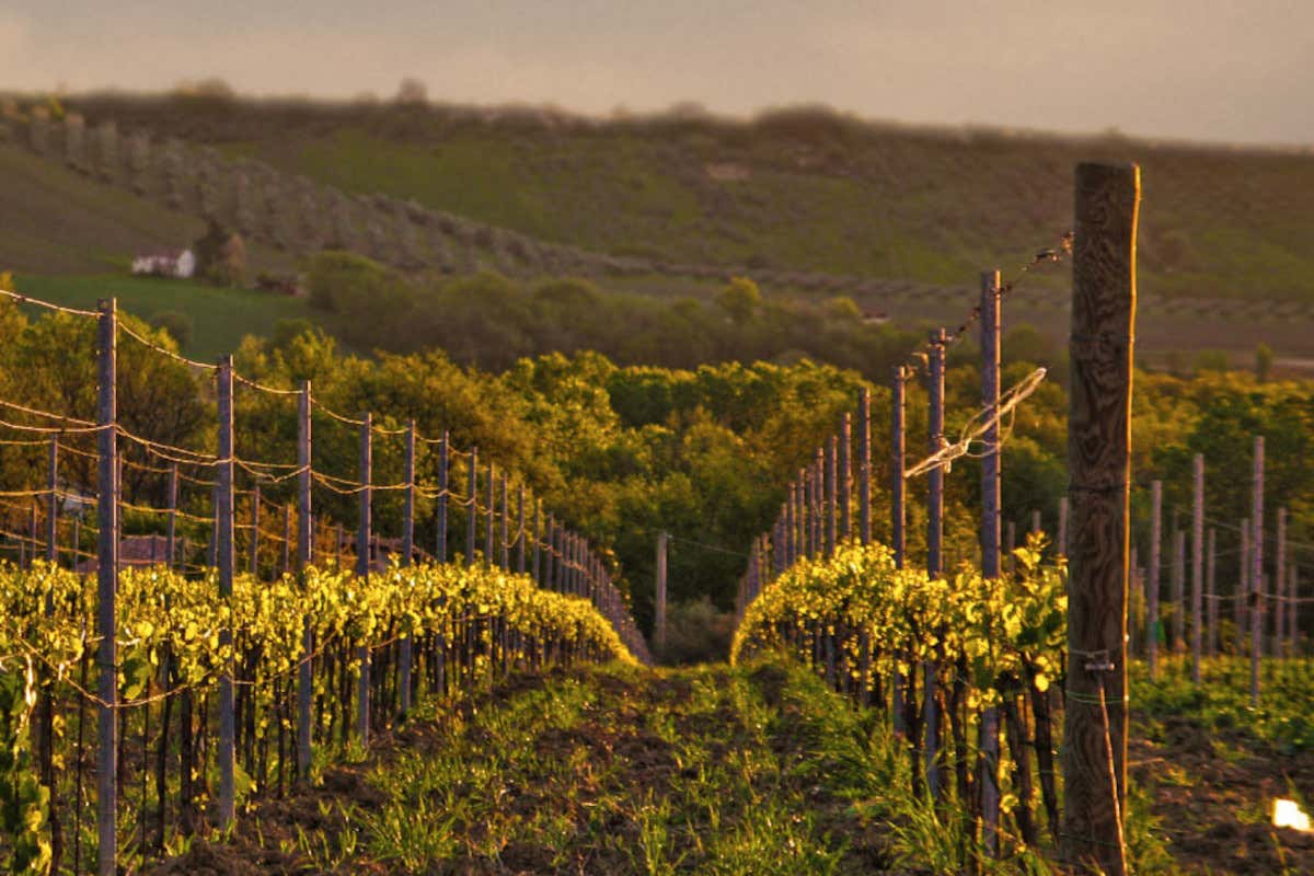 Dalla freschezza dei bianchi alla profondità dei rossi: il percorso di Torre dei Beati