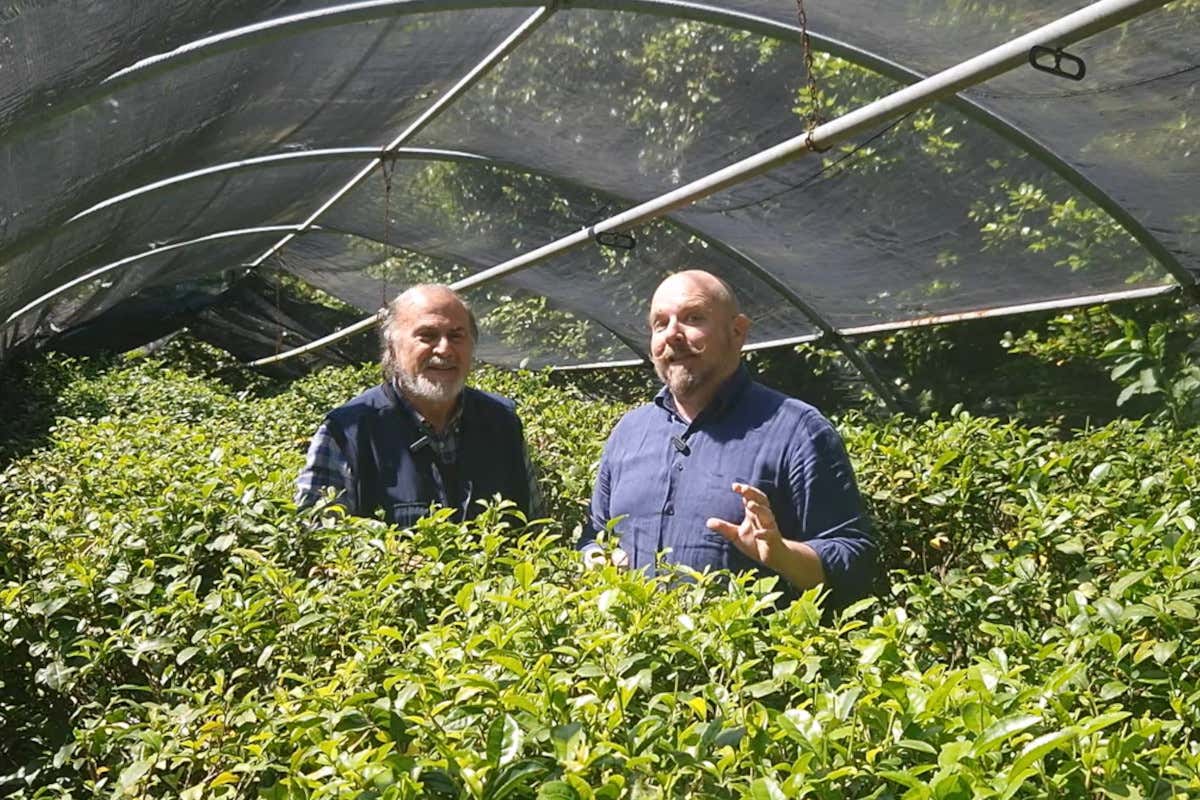 Coltivare tè: la sfida di Guido Cattolica nella piantagione più antica d’Italia