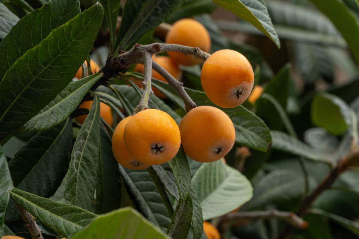 Nespole: proprietà, benefici e valori nutrizionali del frutto primaverile