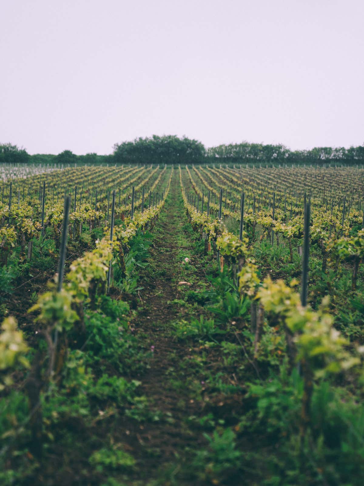 Le vigne di Louis Roederer