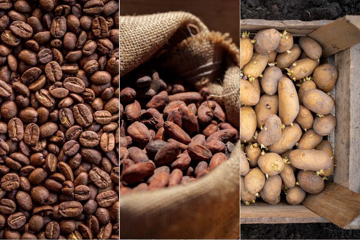 Mercato agroalimentare: caffè e cacao tornano a salire patate in crisi