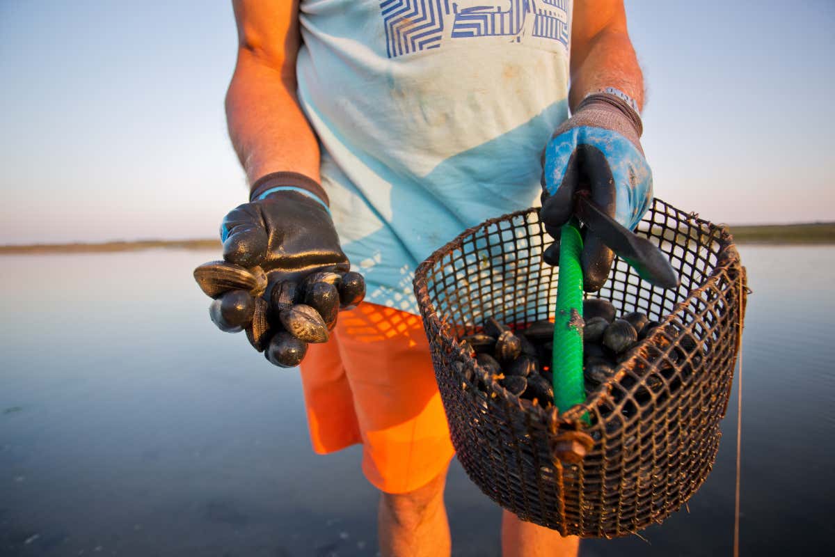 La tracciabilità dei prodotti ittici è lontana da quella chiara della carne