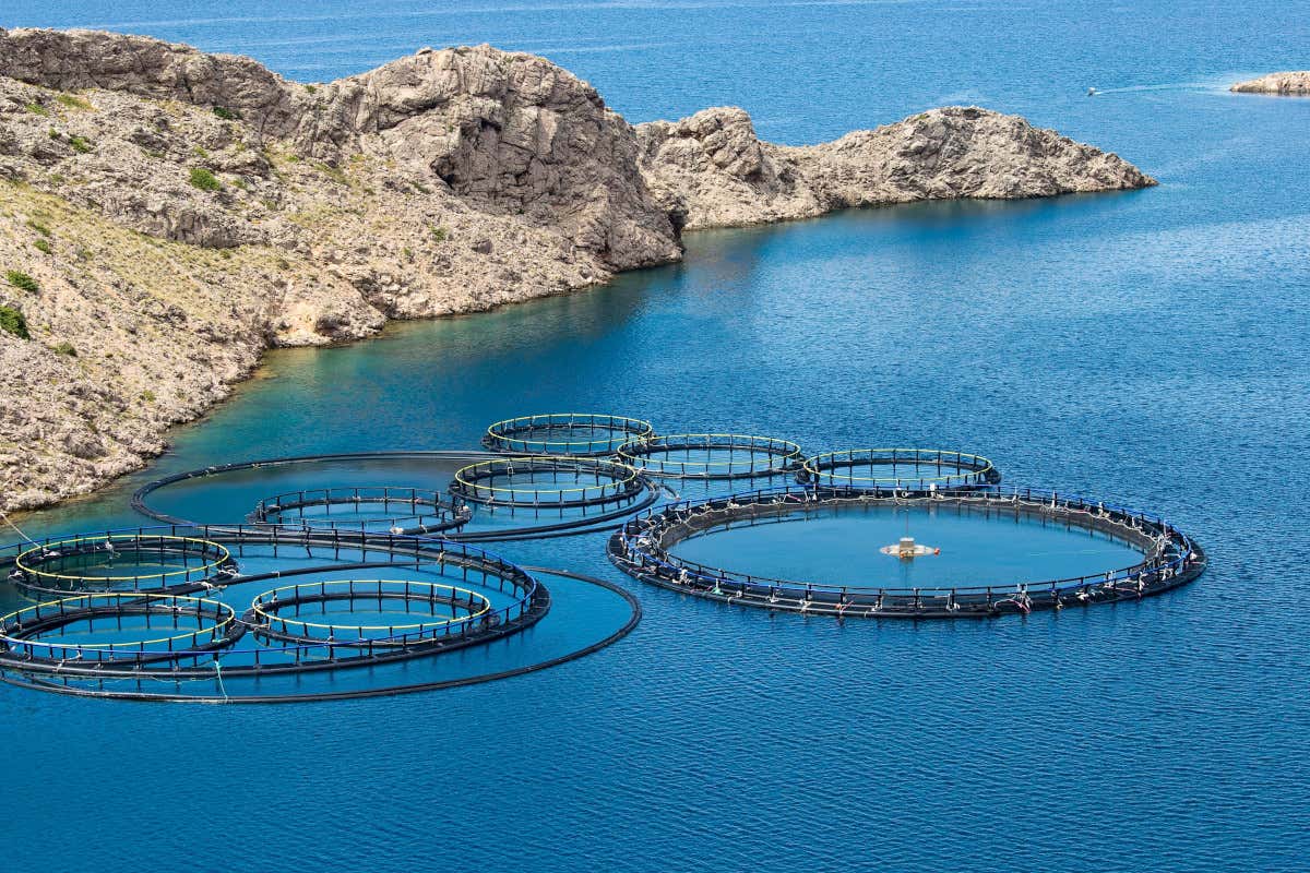 Acquacoltura, solo 19 concessioni in mare: l'Italia importa l'86% del pesce