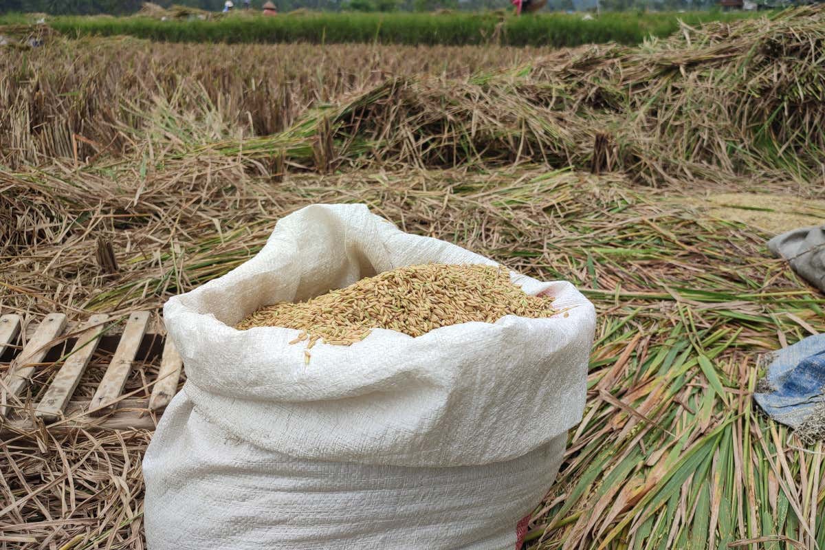 Riso, la Ue non cambia la soglia per l’import a dazio zero Import riso a dazio zero: il Parlamento europeo conferma la soglia del 45%