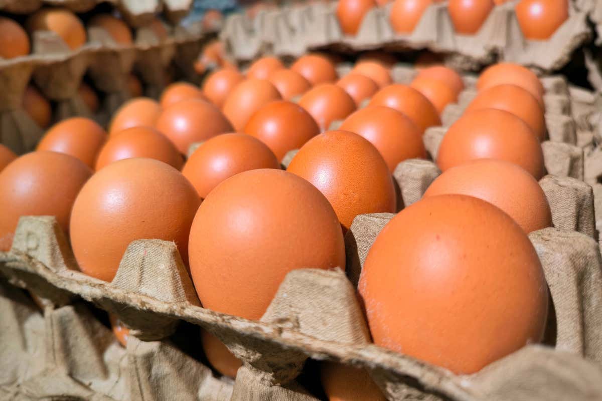 Uova, importazioni record in UE Uova ai massimi: l’effetto aviaria che ridisegna i prezzi in Europa