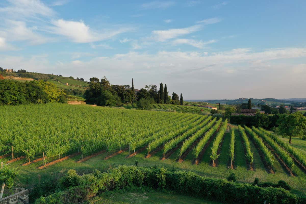 La provincia di Verona resta in testa all’export vinicolo italiano vino verona