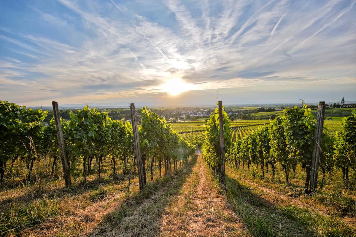 Estirpare un vigneto? «Una sconfitta imprenditoriale»