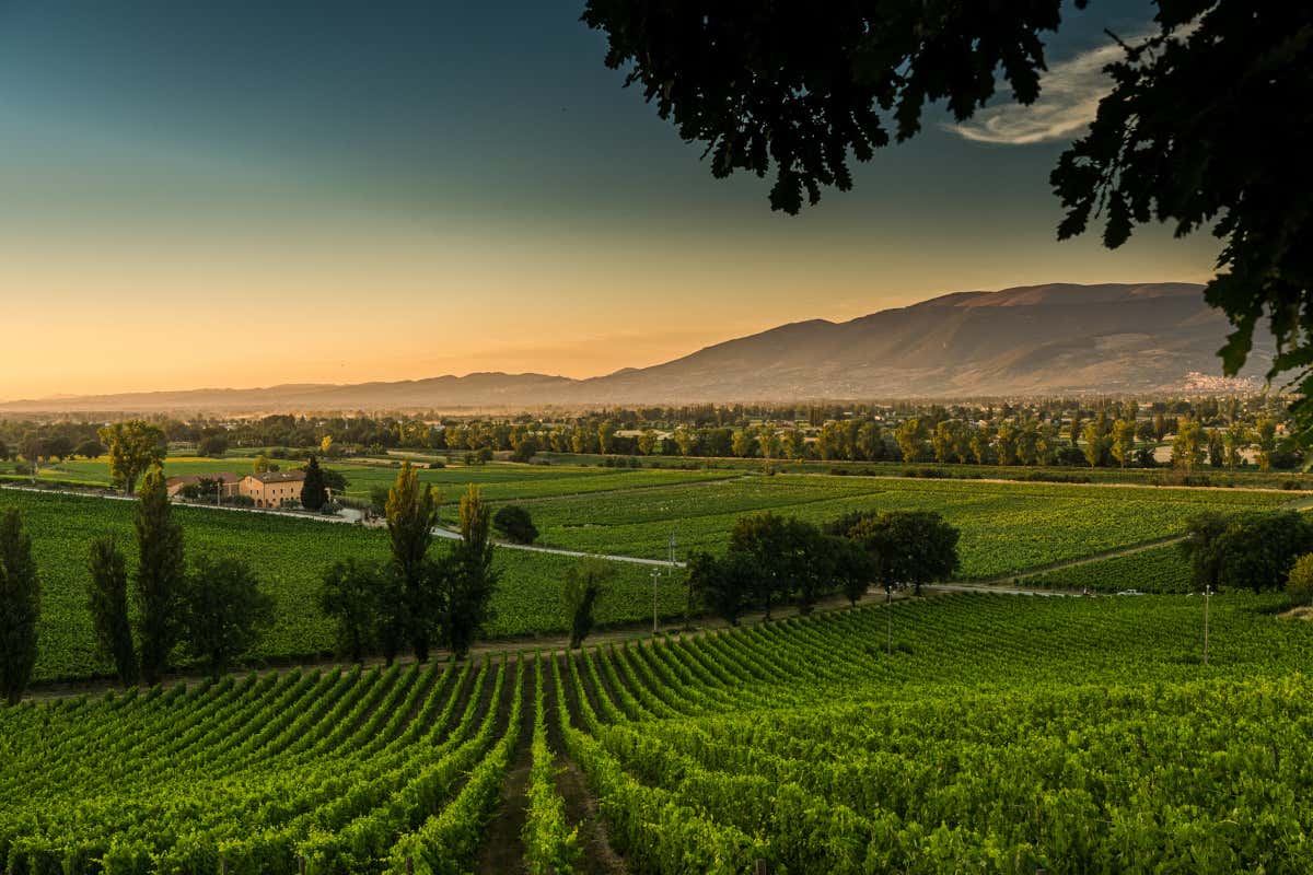 Angelini Wine & Estates accelera: vicina al controllo di Arnaldo Caprai