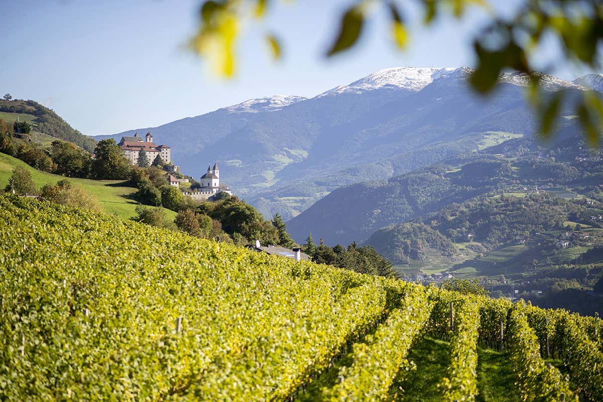 Paesaggi vitati tra le Alpi: qui nascono vini capaci di dialogare con ogni territorio