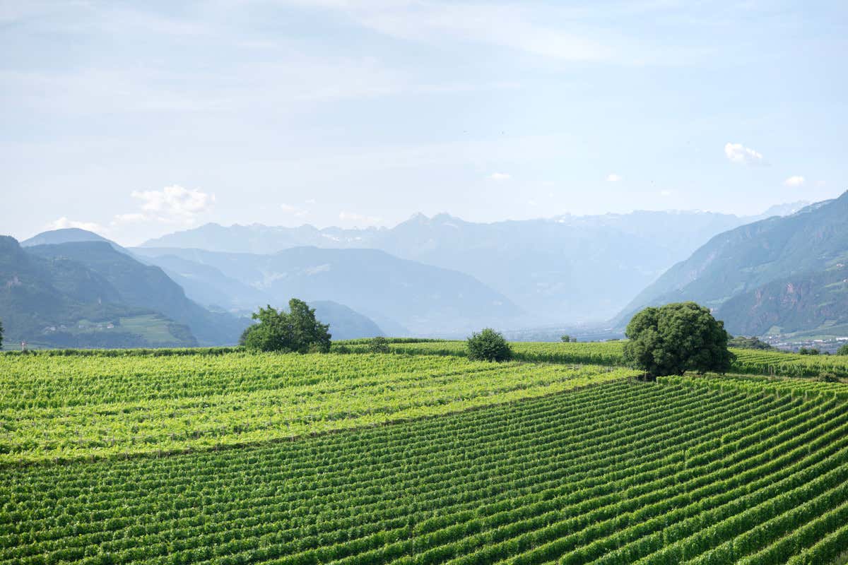 La nuova fase della Cantina Colterenzio, in Alto Adige, dopo il restyling
