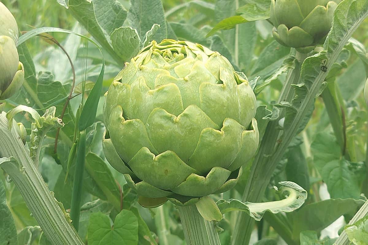 Nella Valle del Tanagro nasce uno dei carciofi più ricercati dagli chef italiani
