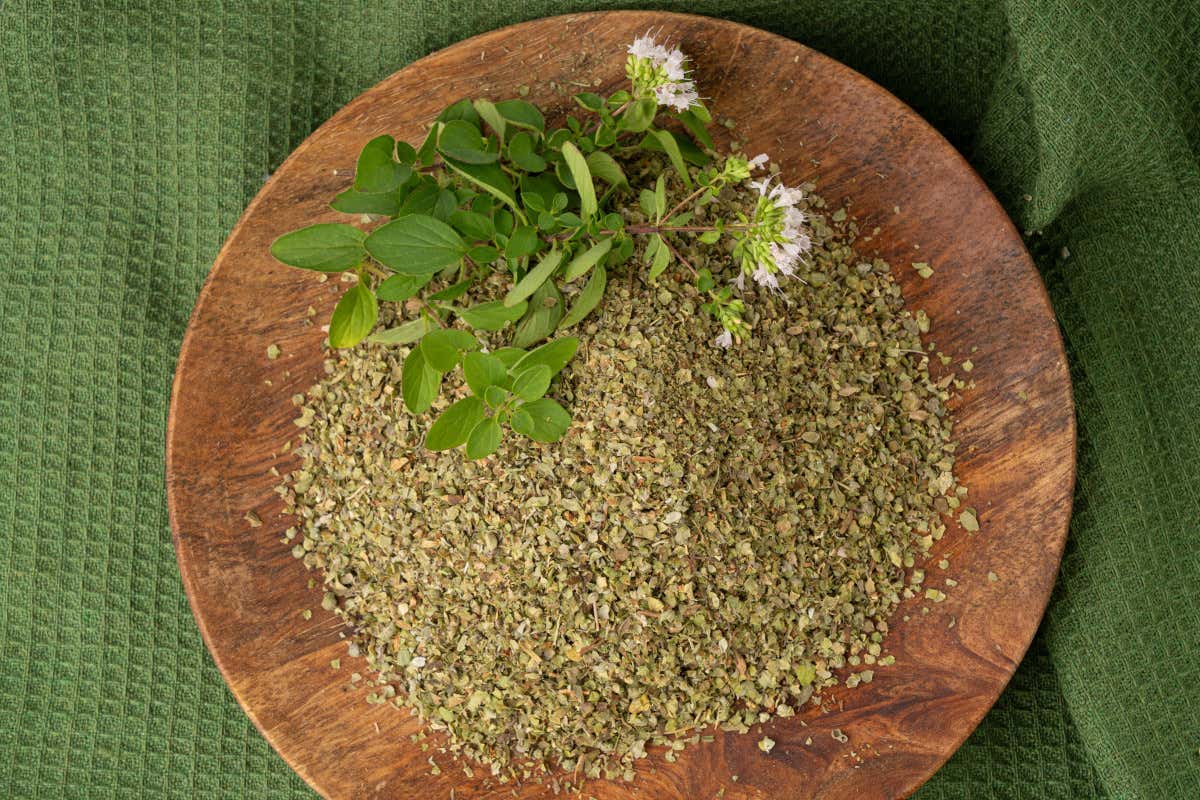 Maggiorana: che cos’è, proprietà, benefici e come usarla in cucina