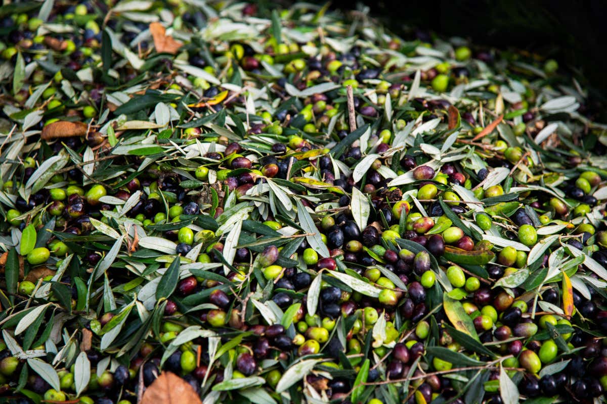Campania, terra di grandi oli: viaggio tra cultivar, frantoi e nuove visioni
