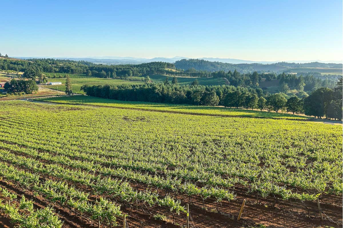 I Marzotto comprano i vigneti del regista Francis Ford Coppola