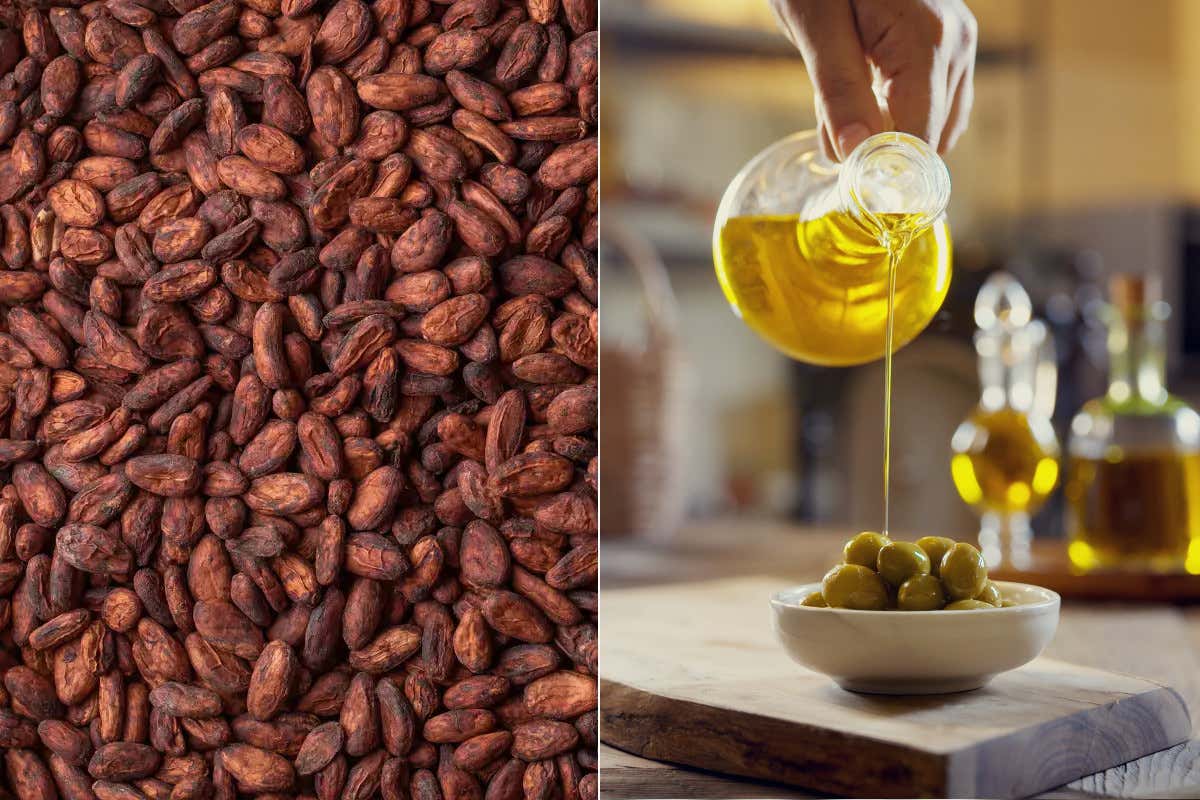Cacao e olio di oliva: mercati tra consumi deboli e prezzi instabili