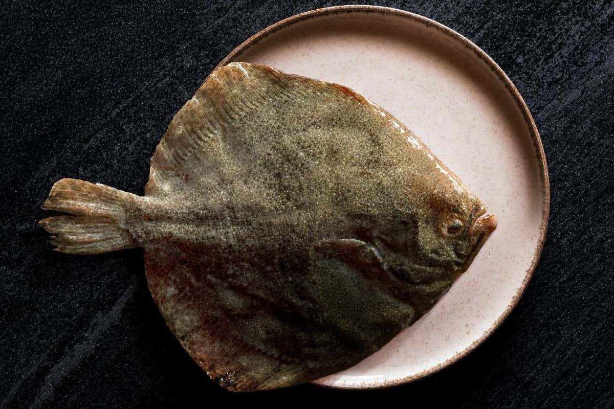 Neptura, il nuovo riferimento per rombo e sogliola nell’alta ristorazione