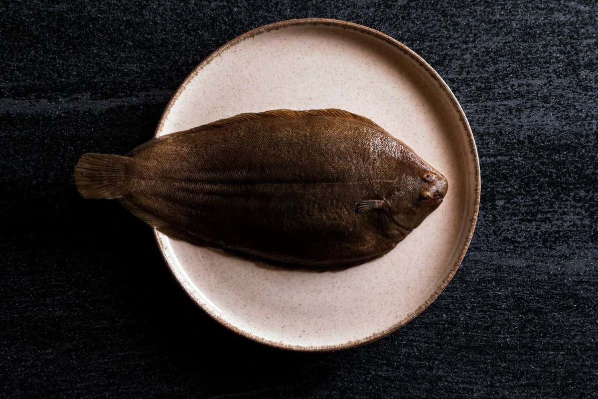 Neptura, il nuovo riferimento per rombo e sogliola nell’alta ristorazione