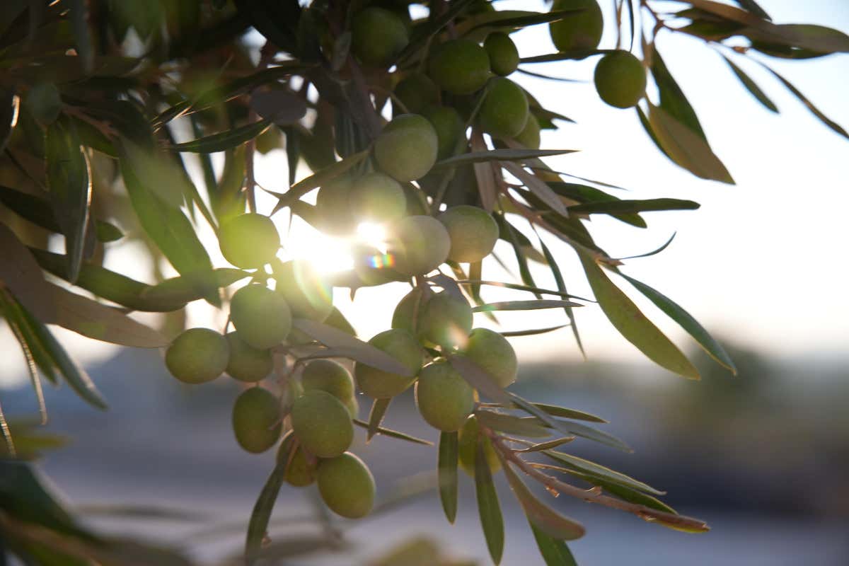 Olive da tavola, nasce Efoi: Italia, Grecia e Spagna fanno squadra a Bruxelles