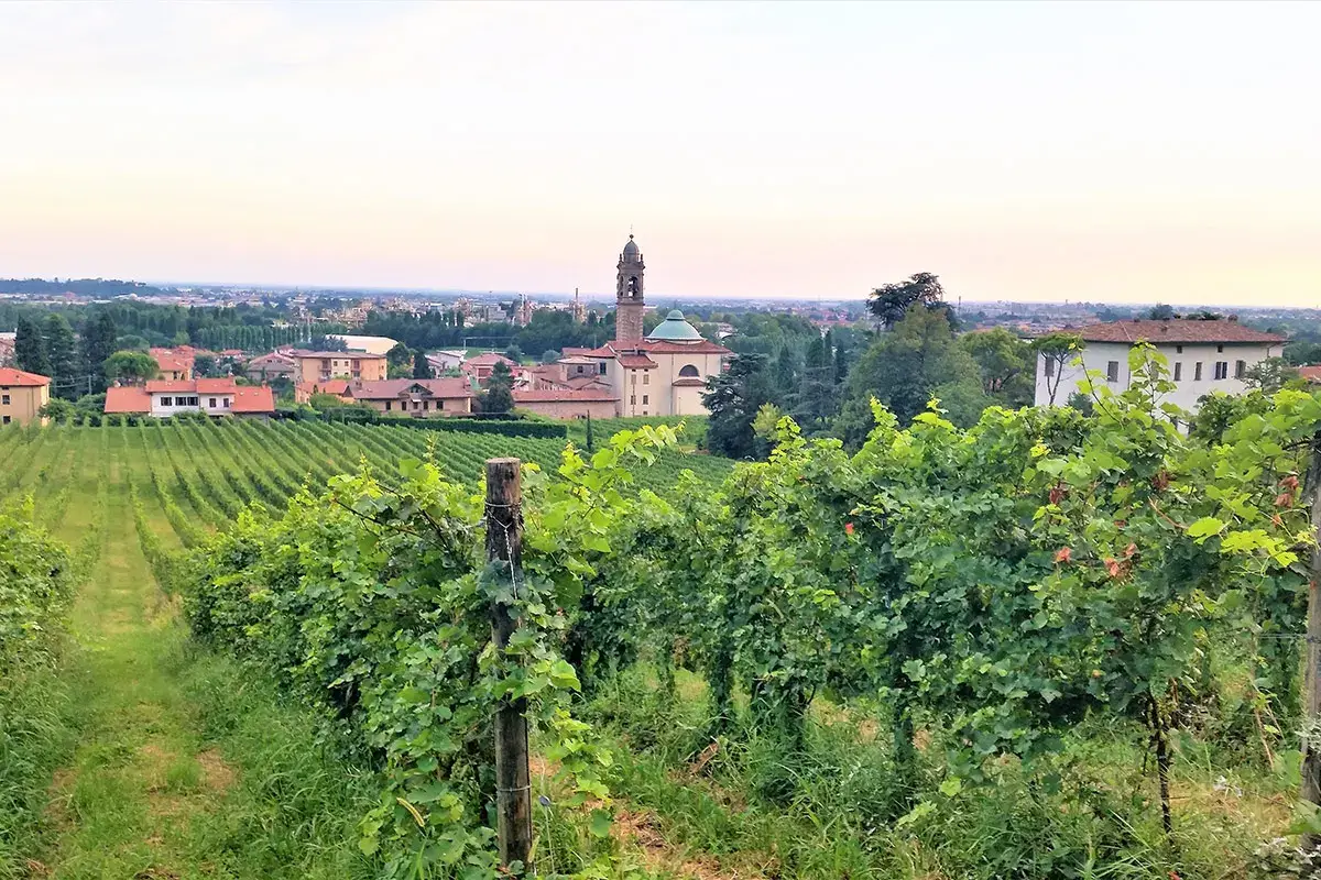 I vigneti del Vercaleppio raccontano 50 anni di storia della Doc