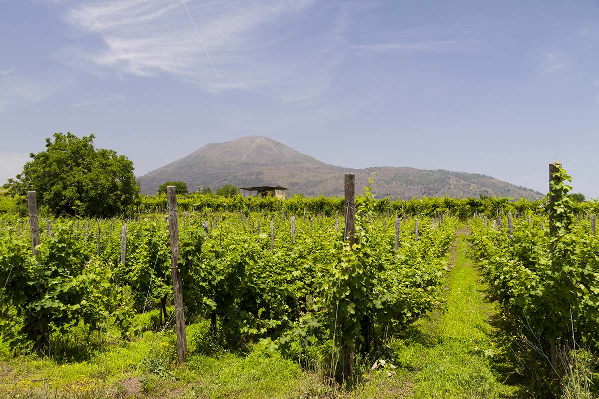 Napoli ospita l'evento dei vini vulcanici: cosa rende unico il Vesuvio nel calice
