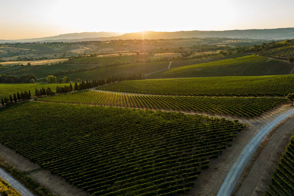 30 anni di Val delle Rose: la scommessa di Cecchi sulla Maremma che ha cambiato il vino