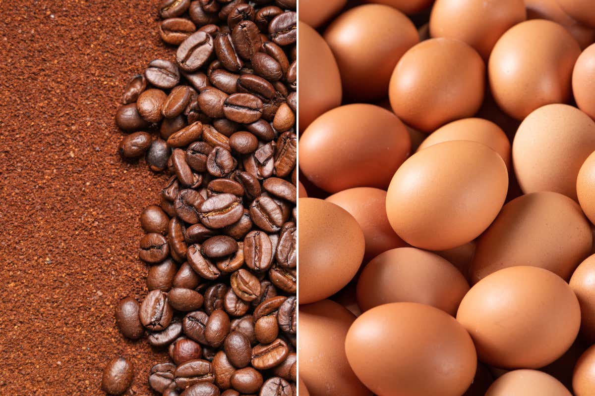 Brasile, in crescita la produzione di caffè. In Europa prezzi delle uova più bassi areté