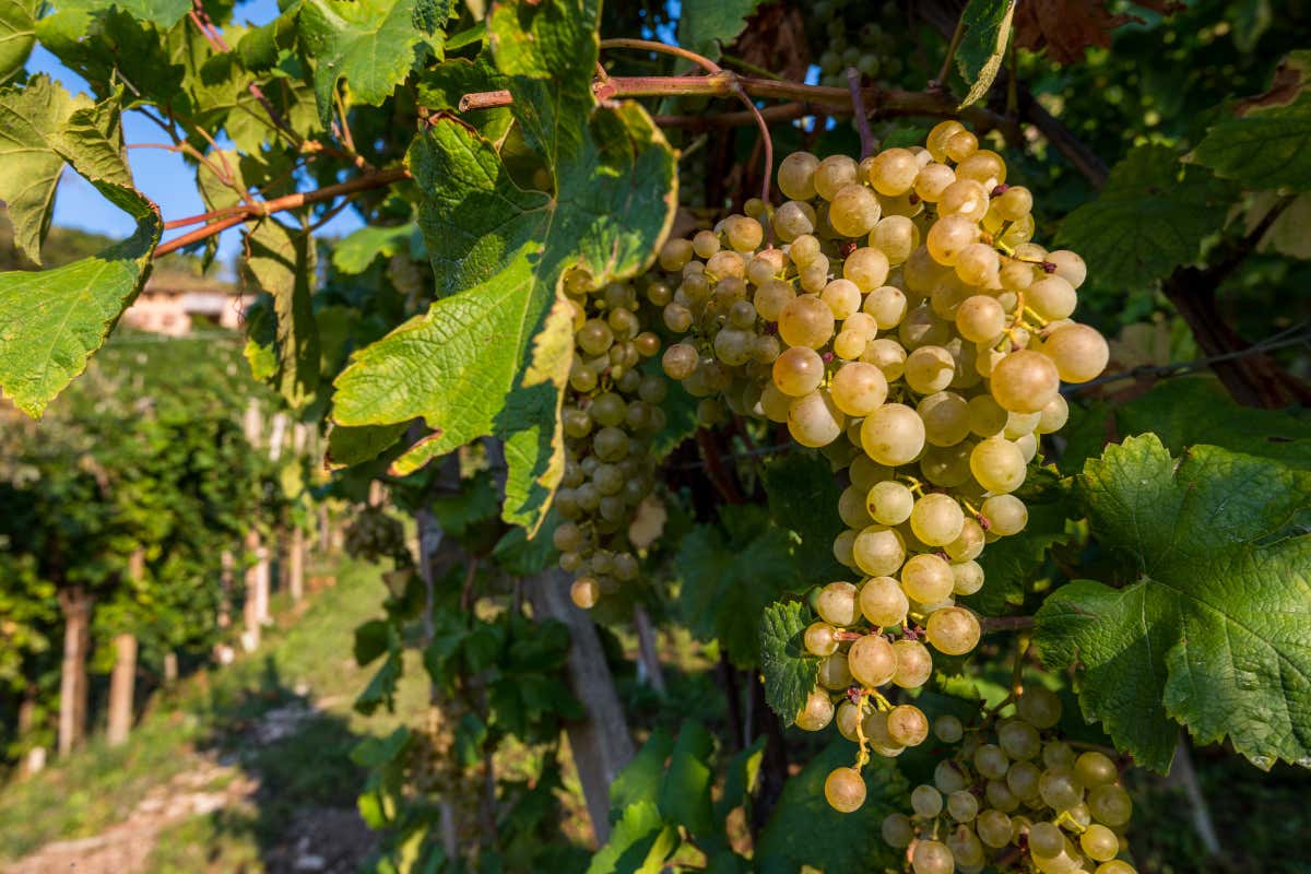 La varietà d'uva Glera, da cui Col Vetoraz produce i suoi spumanti