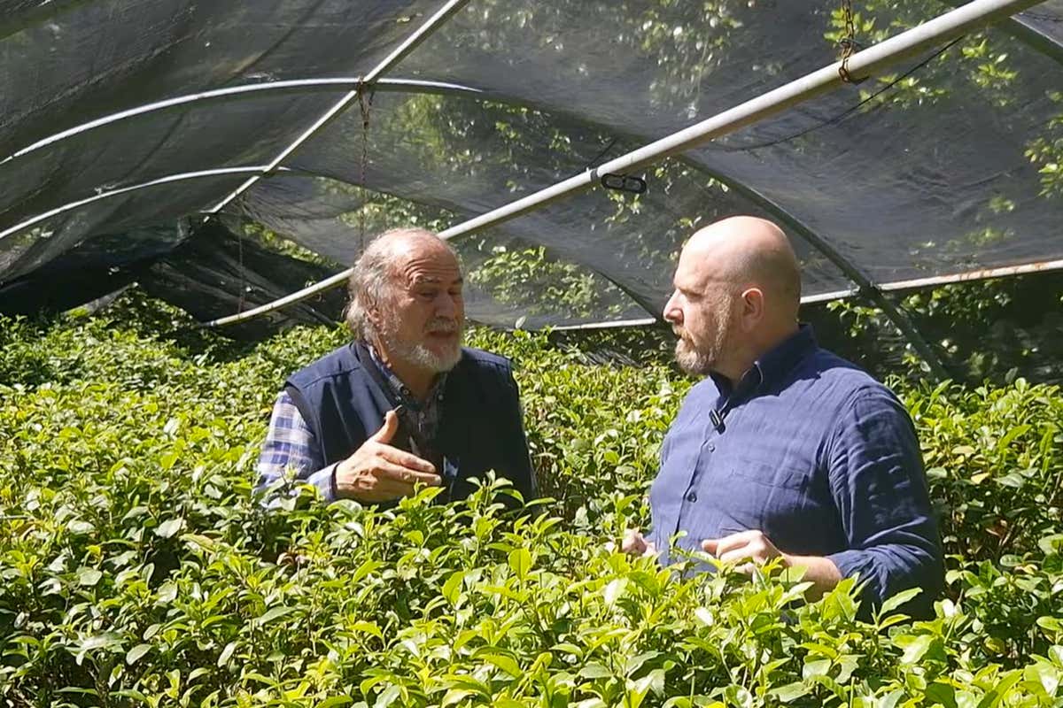 Si può coltivare il tè in Italia? La risposta arriva da Guido Cattolica