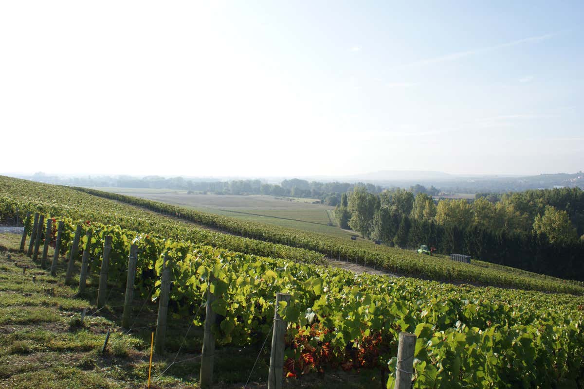Jacquesson, lo Champagne che rifiuta lo stile fisso e punta su cuvée uniche