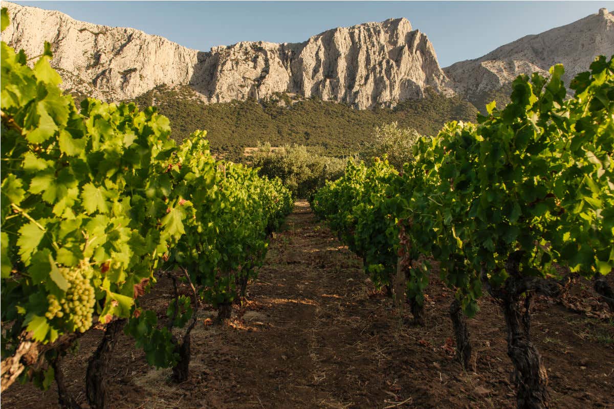 I vigneti di cantina Iolei a Oliena