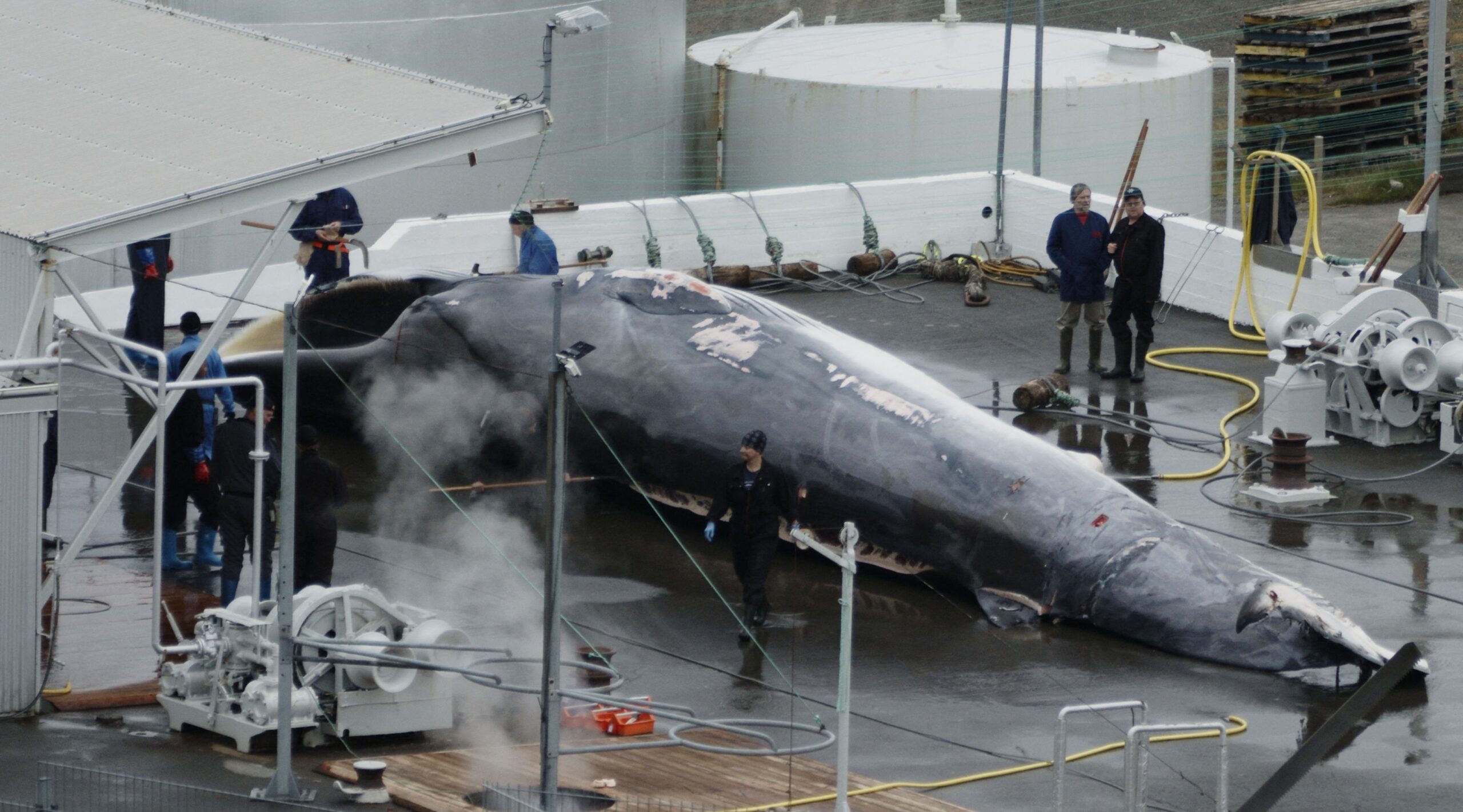 This handout photo released by the International Fund for Animal Welfare IFAW and taken on June 23, 2026 shows a fin whale, killed in the night of June 21-June 22, and placed in a wharf for further processing, days after commercial whale hunting r...