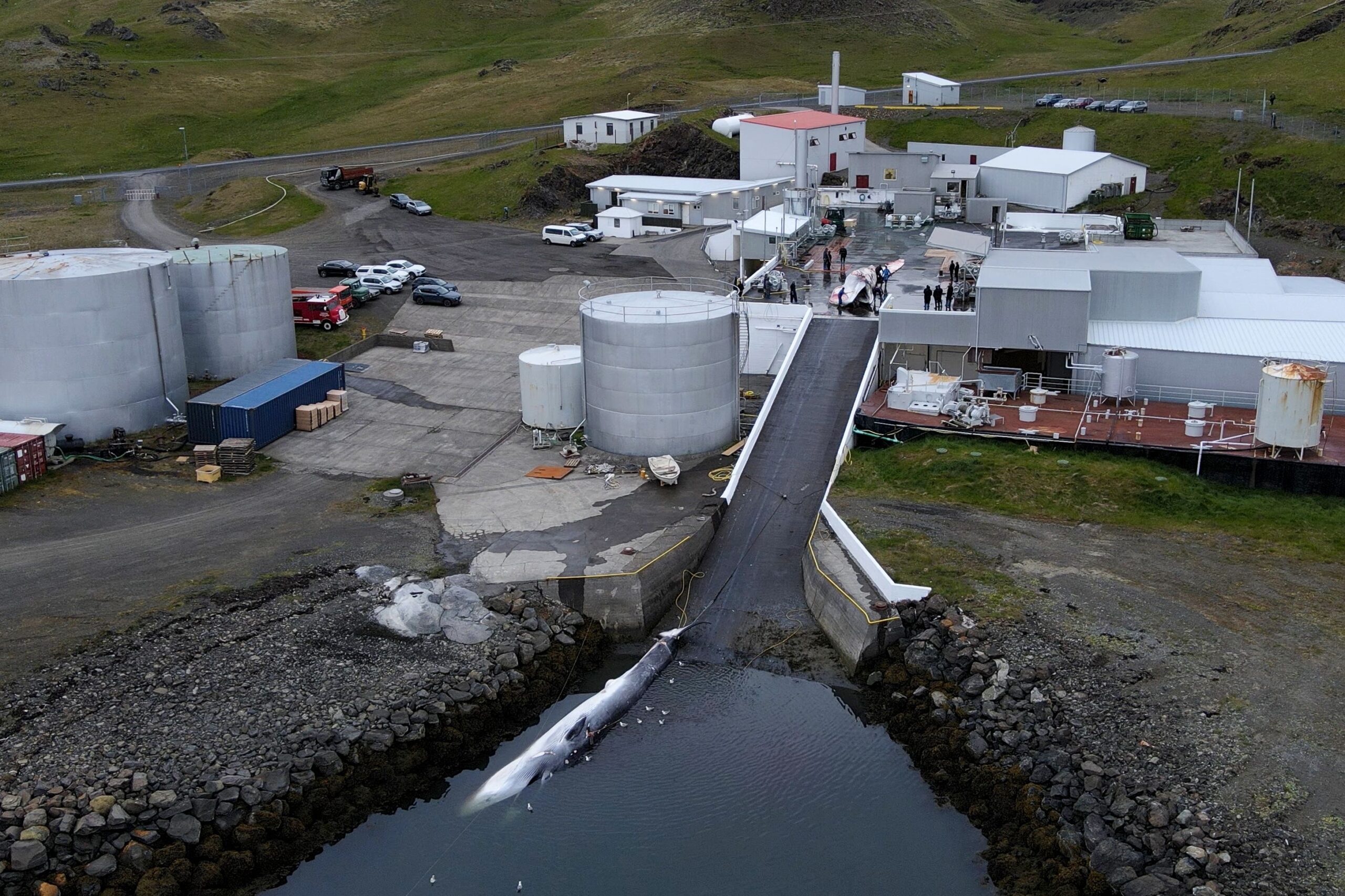 This handout aerial view photo released by the International Fund for Animal Welfare IFAW and taken on June 23, 2026 shows fin whales (front and C) that were killed in the night of June 21-June 22 and were transported into a wharf for further proc...