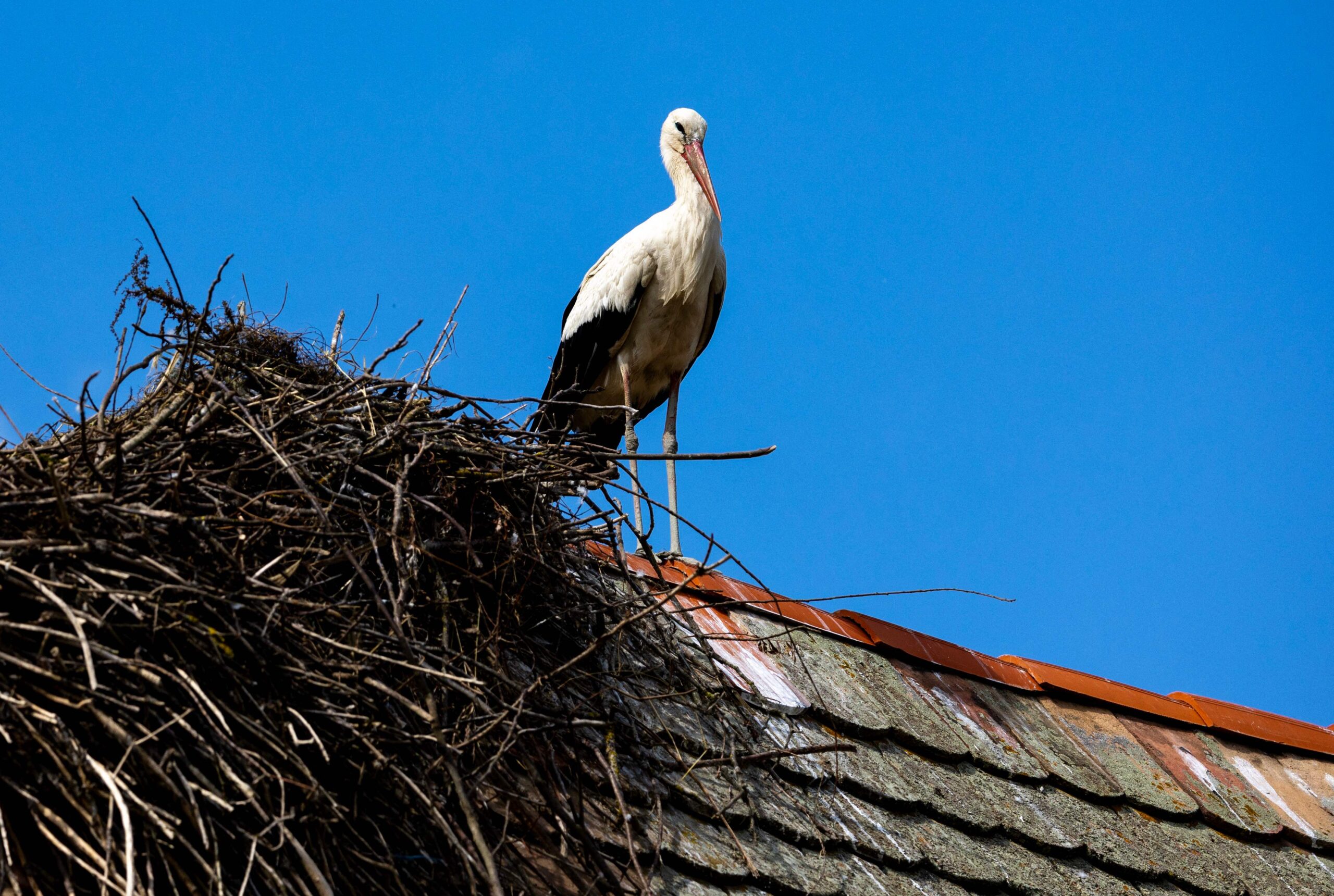 A stork stands on top of the roof of an old wooden house in Cigoc on June 11, 2026. Spring brings flocks of noisy visitors to the sleepy Croatian village of Cigoc, outnumbering the locals, filling prime rooftop real estate and flying off again wit...