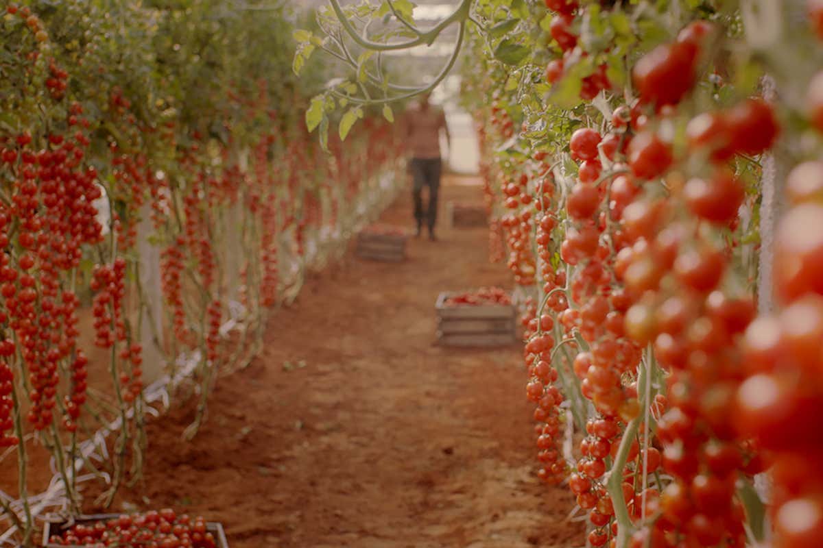L'Italia resta leader del pomodoro trasformato: export da 2,8 miliardi nel 2025 L'Italia resta leader del pomodoro trasformato: export da 2,8 miliardi nel 2025