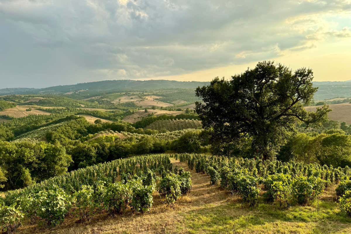 Nella Maremma grossettana il vino nasce in un ecosistema di filari, boschi e oliveti