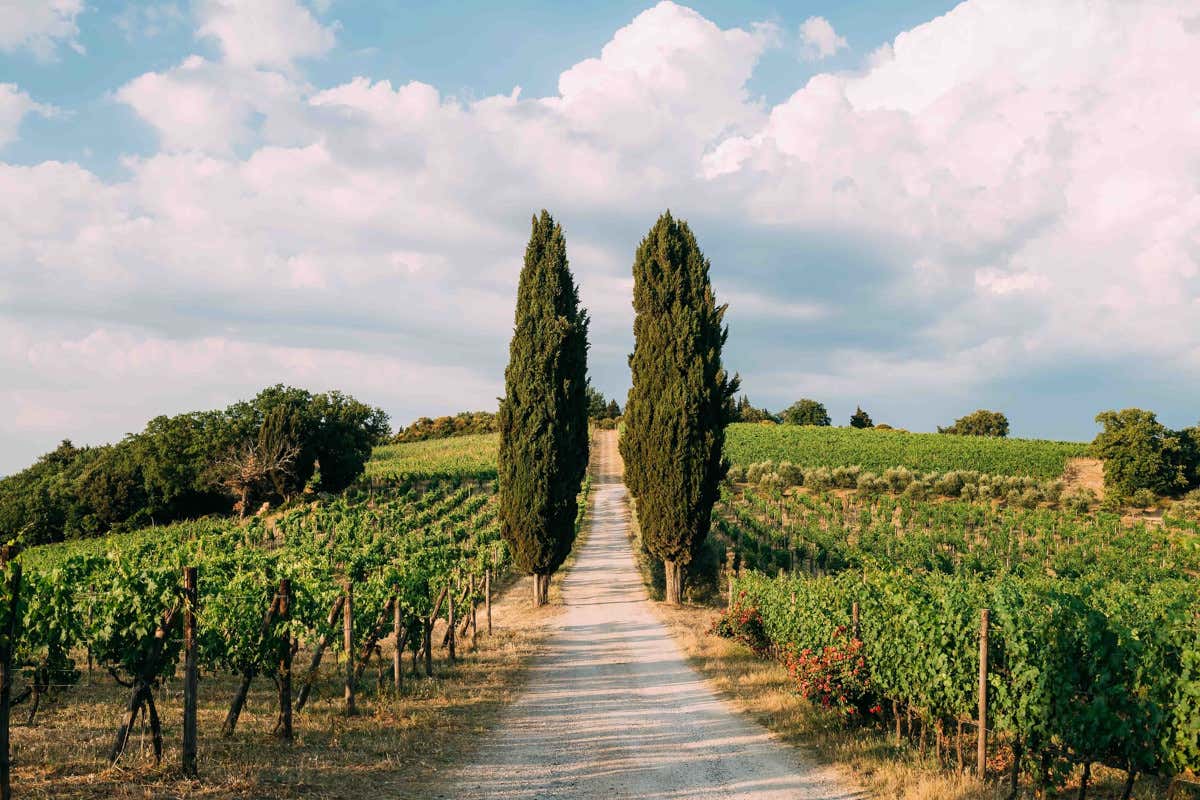Montefili porta a Roma il volto autentico del Sangiovese tra vigne storiche e sostenibilità Montefili porta a Roma il volto autentico del Sangiovese tra vigne storiche e sostenibilità