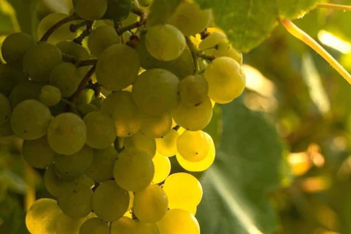 Lo Sprigno entra nel Registro nazionale: riconosciuto lo storico vitigno di Ruoti asprinio