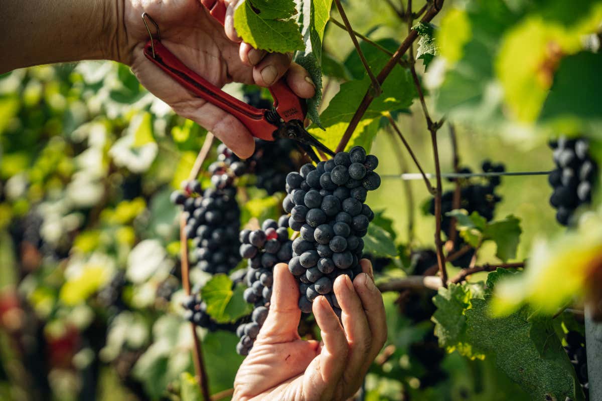 La varietà Pinot nero trentina