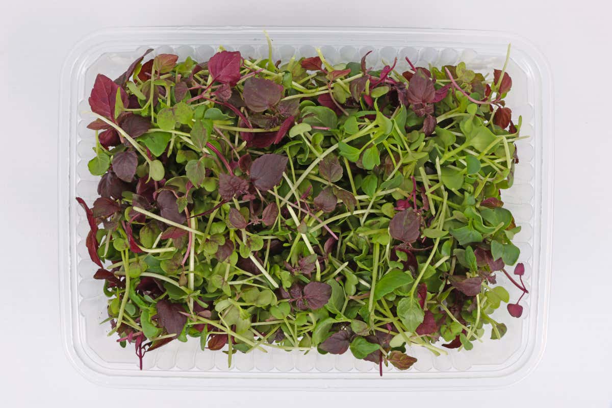 Tokyo Taste, la novità Koppert Cress nei microgreens, giovani germogli aromatici commestibili