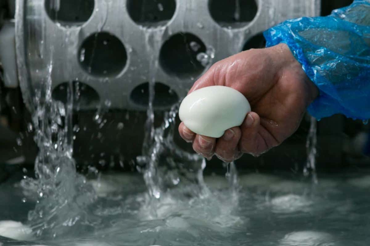 Mozzarella di bufala: la trasformazione annua è pari a 57 milioni di kg Mozzarella di bufala: il sistema da 12 miliardi che cresce tra Italia ed export