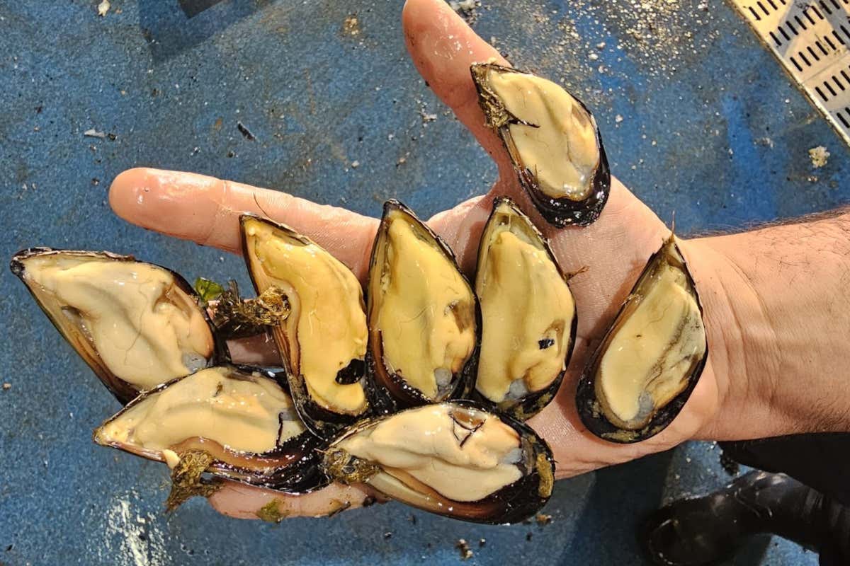 Cozze protagoniste alla Mytilus Fest dal 3 al 5 luglio al Porto di Baia (Bacoli), vicino Napoli